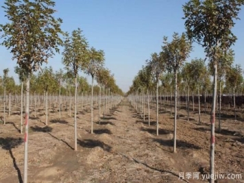 干燥季节如何防止苗木水分流失？