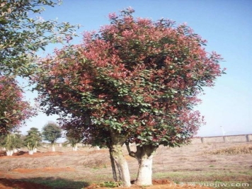 红叶石楠大树移栽前准备工作