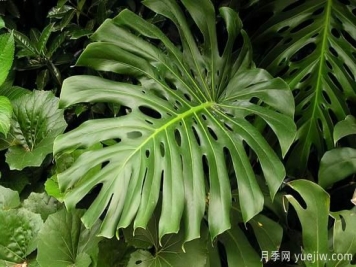 十大吸甲醛植物，你家养过哪几种？