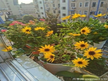 花卉届的开花机器，容易养护易打理，月季简简单单开爆盆