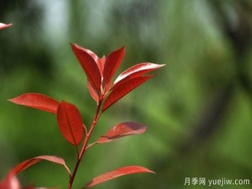 常见红叶石楠叶片扦插技术分享