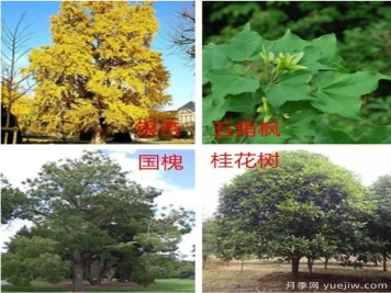 园林绿化中，树木规划遵守五大原则保持常绿常新