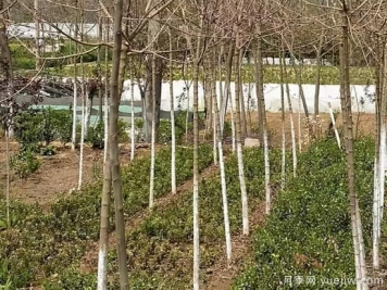 小雪过后，苗木防冻工作要速速搞起来