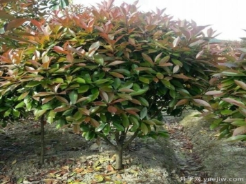 怎么样培育红叶石楠可以让其更鲜艳？