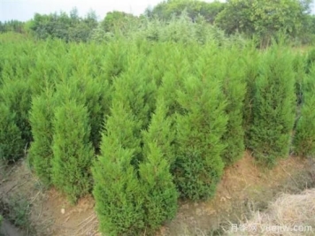 冬季如何护理好蜀桧苗木？