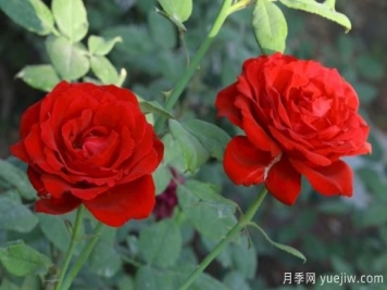 月季盲枝原因，月季盲枝解决方法