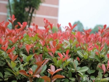 红叶石楠小苗地域差异易死苗