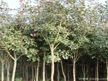 培育独杆红叶石楠树的方法