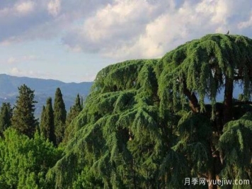 南阳雪松苗圃地苗木冻害的防治措施