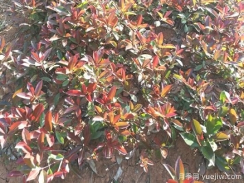 红叶石楠小苗和红叶石楠树如何选择？