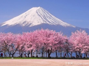 世界上最美丽的10种树