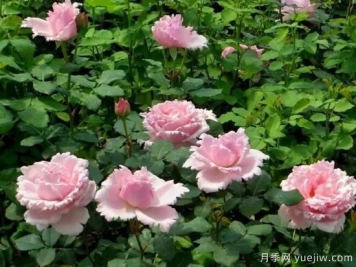 推荐7个颜值能打抗性超群的粉色灌木月季