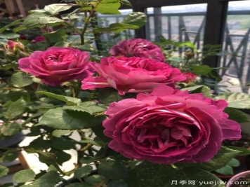 哈德斯菲尔德合唱团月季，又美又香阳台上养棵四季赏花