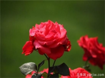 热门10种月季，开成花海开成瀑布开花不断