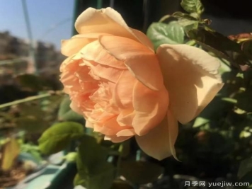 广东阳台党必入5种月季，耐热又好养