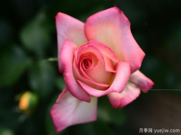 冬季如何养月季花？上肥浇水修剪清园