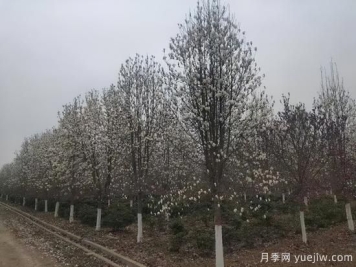 河南11月下半月热门苗木市场价格一览