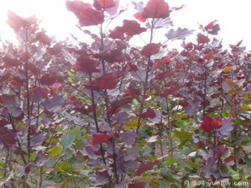 中华红叶杨，世界唯一的高大乔木彩色速生树种