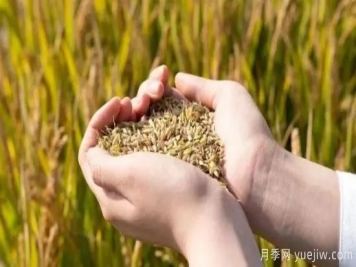 河南粮食仓容量位居全国第一！出台储备粮管理办法保障粮食安全