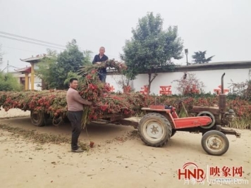 平顶山市郏县：王集乡发展辣椒产业 助力村民增收