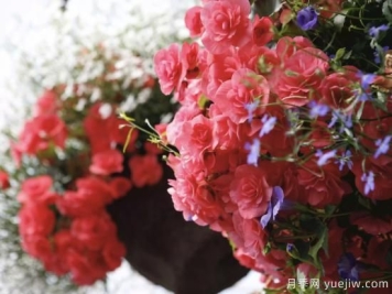 10种娇艳夺目的花卉，惊艳你的花园