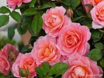 11月养灌木月季，在室内天冷照样开花