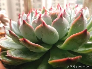 浇水上肥剪一波，做好养护让居家植物安全过冬