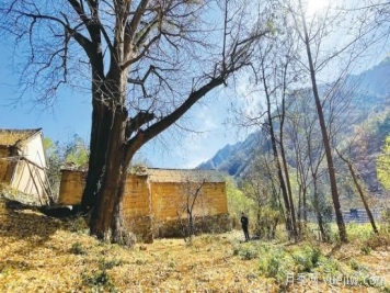 南召乔端：石鼓人家寻古树 银杏着色染初冬