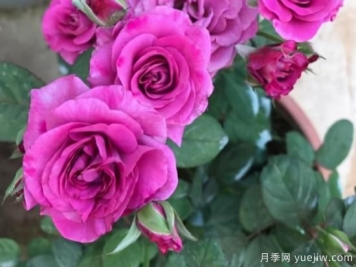 冬日封闭阳台就养这3种花卉，长得好开花依旧