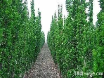 北方黄杨大叶女贞香樟等常绿阔叶乔木养护技术