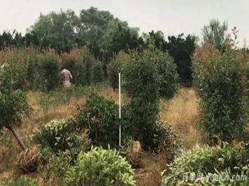 11月苗木养护方法全解