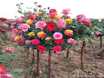 一棵树状月季，多色花朵，养在庭院里真漂亮