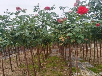 月季花冬剪很有必要，这样做来年开花量翻倍！