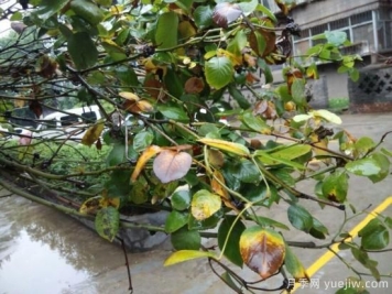 月季常见的病害，大花月季生病这样做