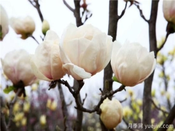 南阳玉兰基地告诉您白玉兰养护的五个步骤