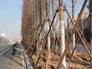 苗木移栽前都要缠草绳吗？这里面有什么讲究？