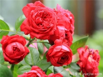 掌握月季花施肥技巧，让月季花开不断