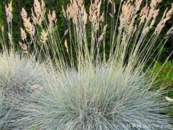 观赏草迎来了自己的“高光时刻”