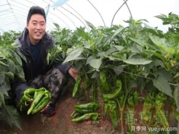 商丘永城：辣椒满枝头 农民喜丰收