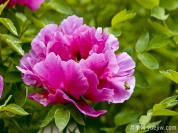 冬季养牡丹花，做好4步来年花开满盆