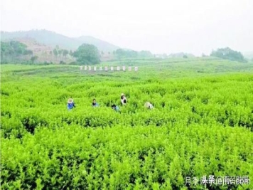 南召以艾草为媒 拓宽致富新路子