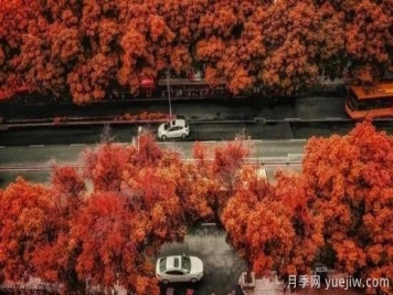 树木在园林绿化中的分类