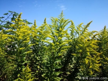 加拿大一枝黄花入侵我国15省，生态杀手要铲除
