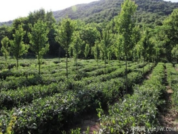 南阳桐柏：发展林下经济 绿了山川富了民