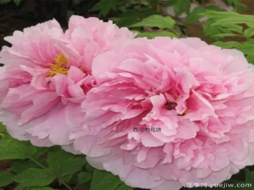 肉芙蓉牡丹，菏泽粉色品种特点介绍