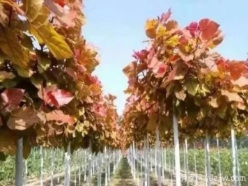 绿化苗木栽培圃地选择与种植技术