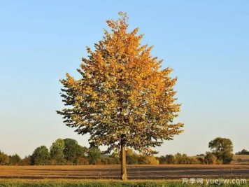 苗木种植需要注意的若干事项