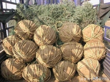 苗木取苗土球该多大合适呢？园林绿化施工挖树穴的讲究