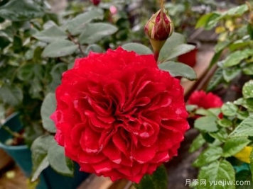 小型藤本月季，塑料花红色达芬奇推荐