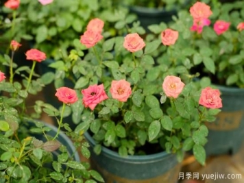 月季花苗什么时候移栽？月季花苗移栽注意事项